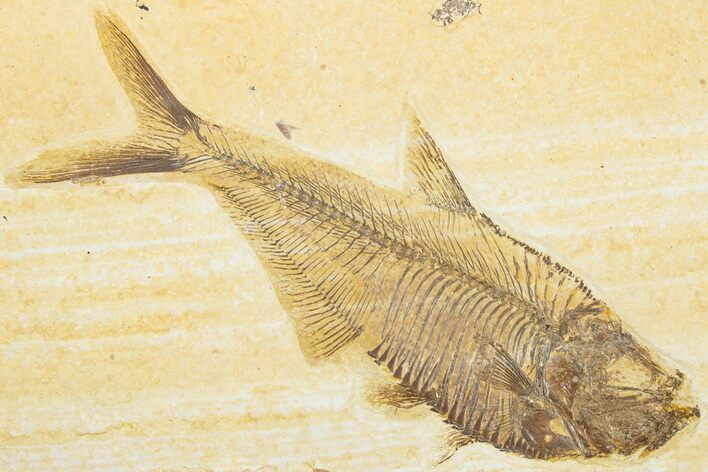 Detailed Fossil Fish (Diplomystus) With Coprolite - Wyoming #318263
